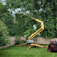 Reliable West Lake Hills, TX Tree Removal Services Solutions